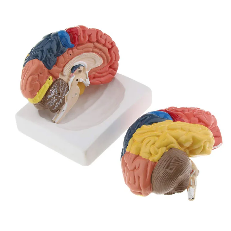 Medical Lab And Science - Leben Größe Anatomische Menschliche Gehirn Modell