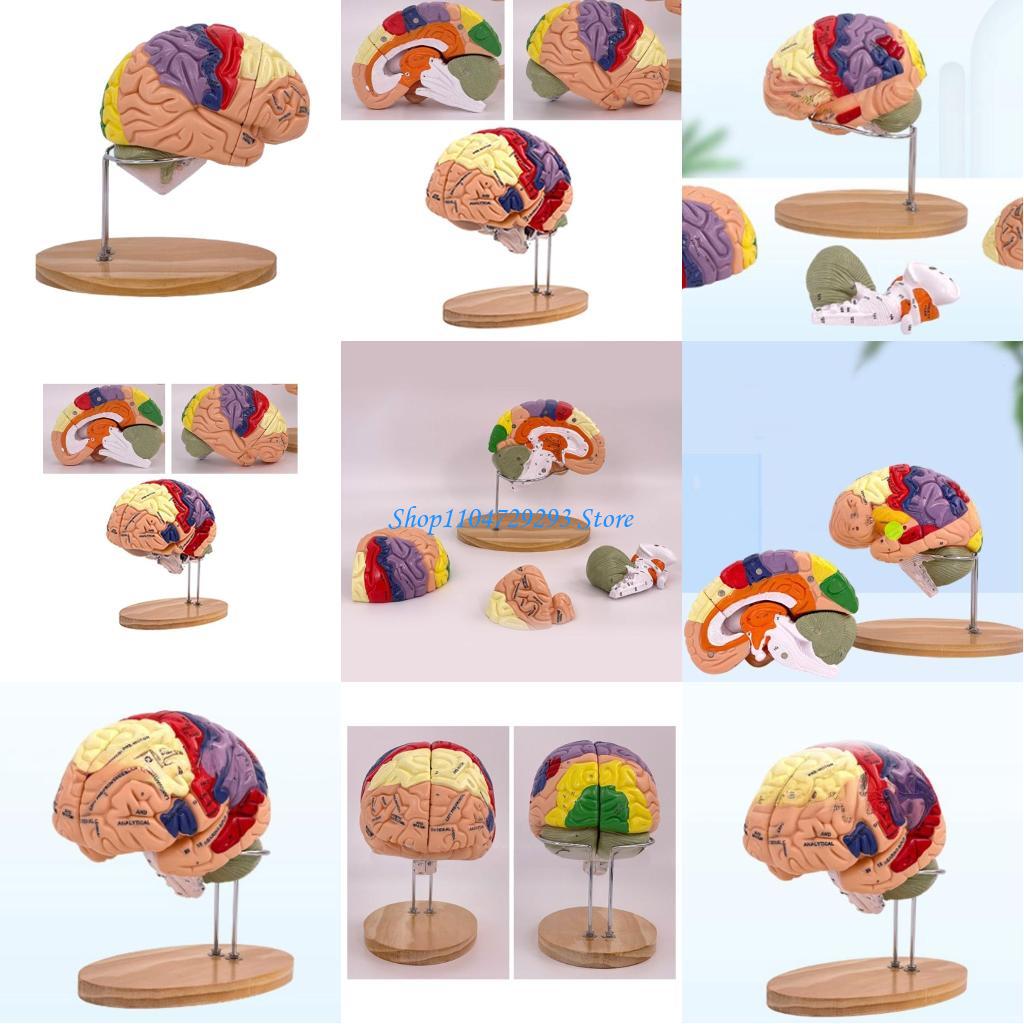 Medical Lab And Science - Y2GD Gehirn-Anatomie-Modell, Organe, Lehr-Requisite, menschliches Gehirn-Anatomie-Modell