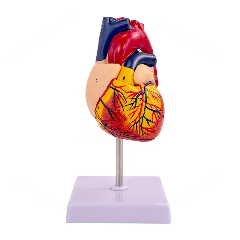 Medical Lab Ultrasound - 1:1 Menschliches Herz-Anatomie-Modell B Ultraschall Farb-Ultraschallmodell