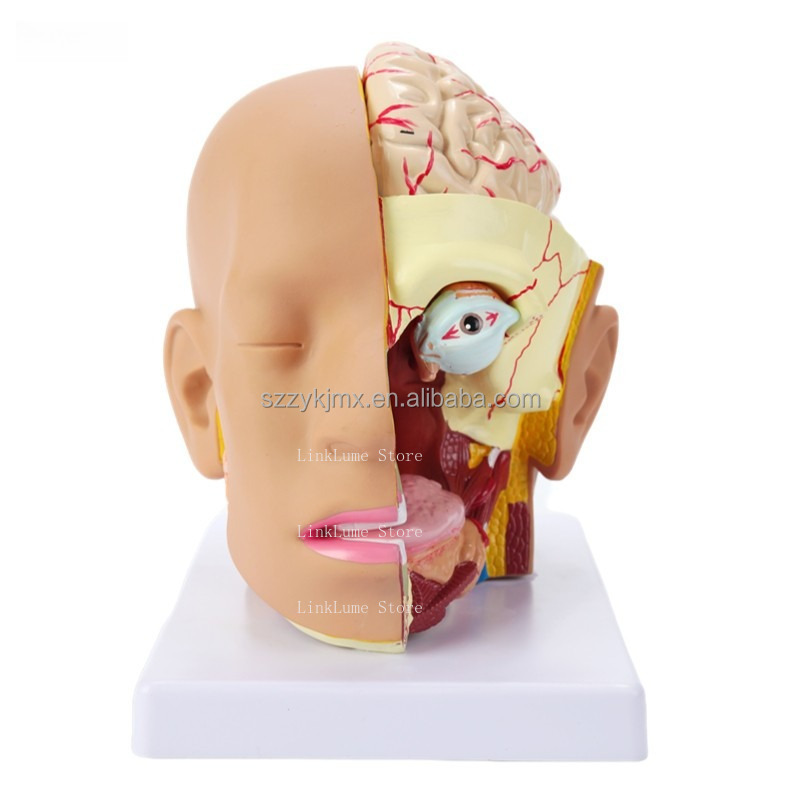 Medical Lab And Science - Medizinisches Lehrmittel: Anatomisches Modell des Menschlichen