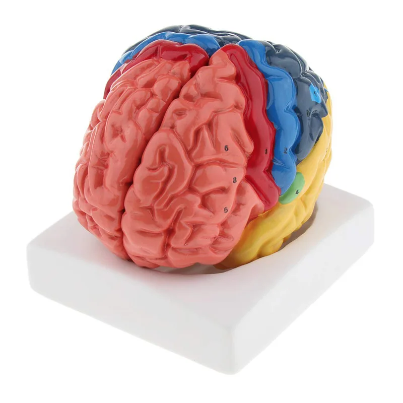 Leben Größe Anatomische Mensch – Medical Lab And Science Bewertung und Preis