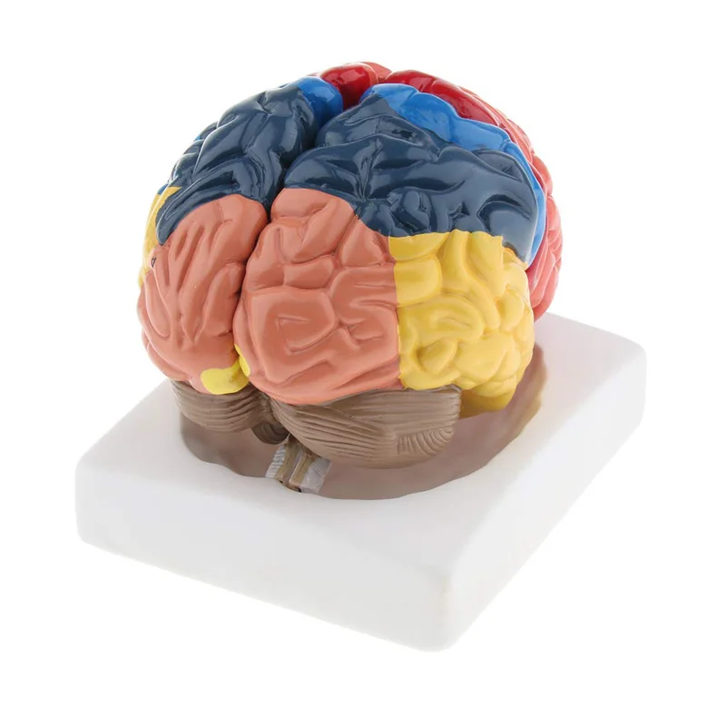 Leben Größe Anatomische Mensch – Medical Lab And Science Bewertung und Preis