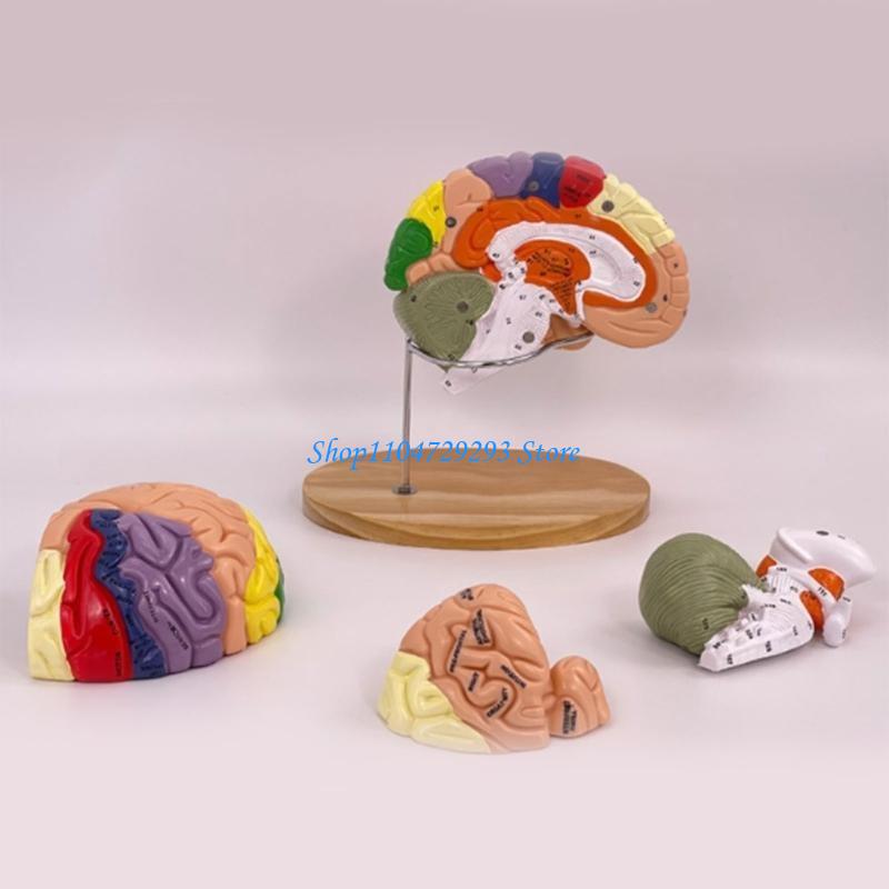 Y2GD Gehirn-Anatomie-Modell, O – Medical Lab And Science Bewertung und Preis