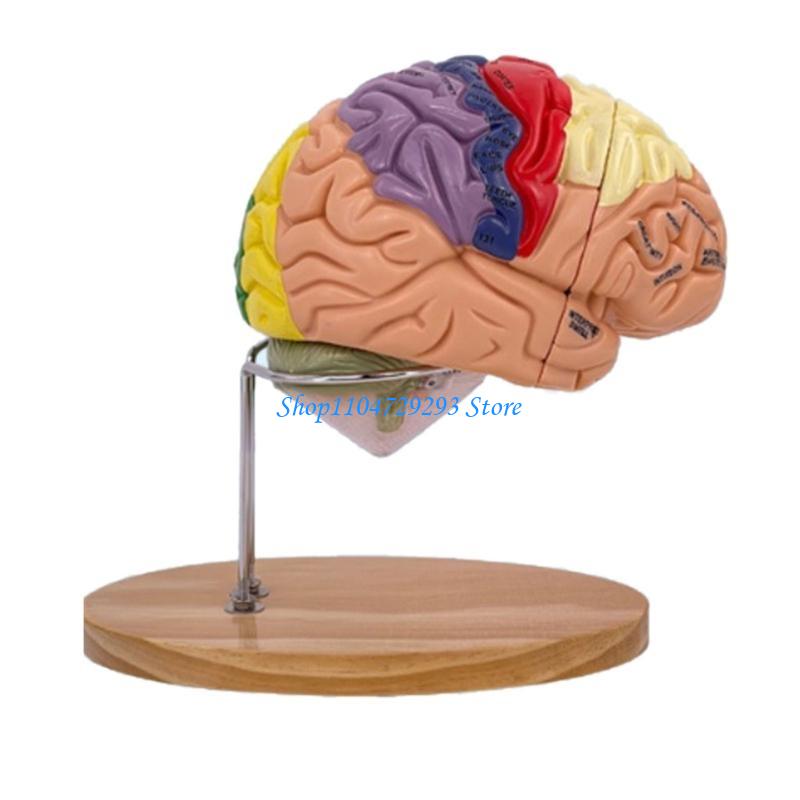 Y2GD Gehirn-Anatomie-Modell, O – Medical Lab And Science Bewertung und Preis