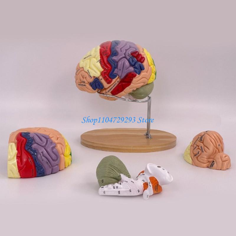 Y2GD Gehirn-Anatomie-Modell, O – Medical Lab And Science Bewertung und Preis