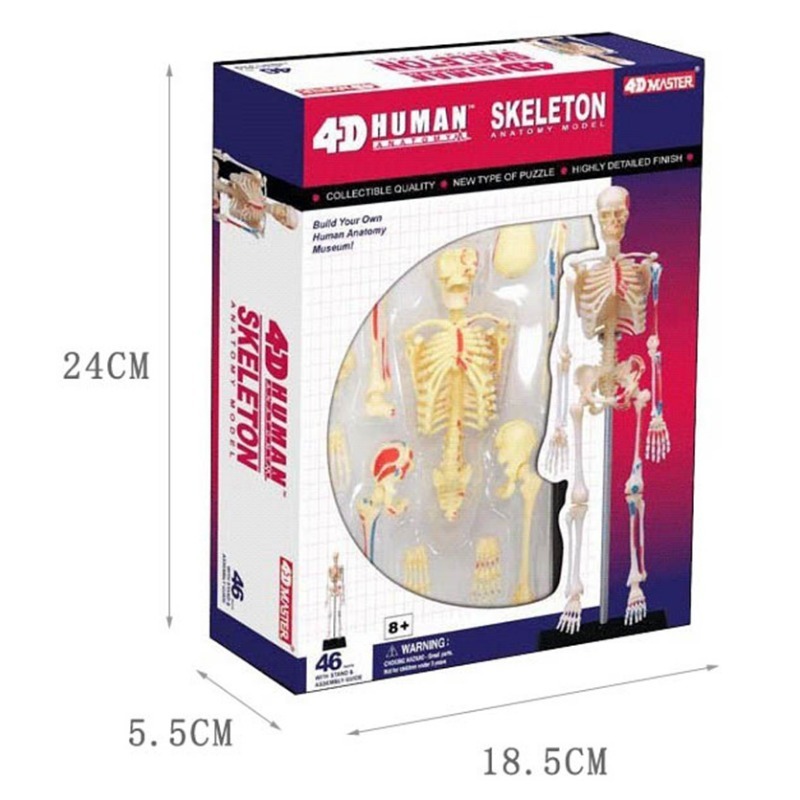 4D Master Menschliches Skelett – Medical Lab And Science Bewertung und Preis